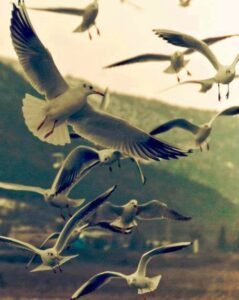 Bir hanımın gönül rızasıylakocasına hizmet etmesi meleklerin tebrik edeceği biribadettir.