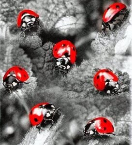 Sükut eyledim, "Kahrı var" dediler. (Hz.Mevlana)