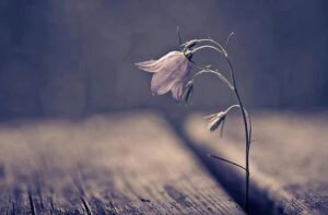 Bazen öyle şeyler görürsünüz ki ;
Ben sana o ömrü veren Yaradana..
| İsmail Nazlım |