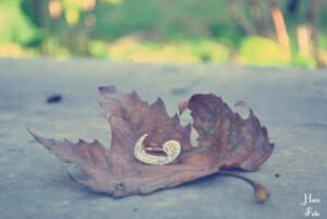 Rabbin ile aranda sen kendin varsın.  Kendini aradan çıkar.  İşte o zaman O’nu görürsün!  ~  Abdülkadir Geylani (k.s.)