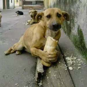 Köpeğe verilen bir kemik yardımseverlik değildir.- Jack London
