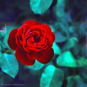 Sabır "dikendir";
Rabb'in için katlanırsan, "güle dönüşür…
Uğur Koşar