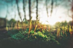 Toprak bir gün aynaya dedi ki:  – Ey ayna! İmreniyorum sana. Çünkü kim sana baksa, kendini görür; bana bakanlar ise, sadece beni görür.