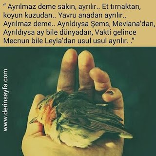 “Ayrılmaz deme sakın, ayrılır.. Et tırnaktan, koyun kuzudan.. Yavru anadan ayrılır.. “