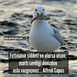 Fırtınanın şiddeti ne olursa olsun; martı sevdiği denizden asla vazgeçmez… Alfred Capus