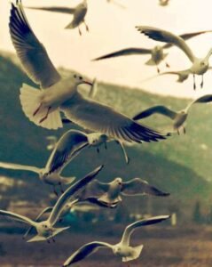 Eğer bilsen gayret ne kadar hayırlı bir
iştir. Ömrünü bir dakika boşa
geçirmezdin. Said Nursi