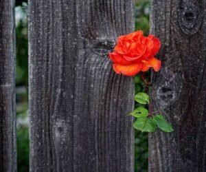 Maddî hayata tapanlar, deniz suyu
içenlere benzerler, içtikçe susuzlukları
artar. Muhiddin
