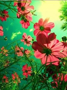 Ve bir cümle teselli ediyor beni,
gönlüme bir damla ferahlık getiriyor…