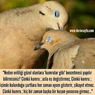 Neden evliliği güzel olanlara'kumrular gibi' benzetmesi yapılır bilirmisiniz?