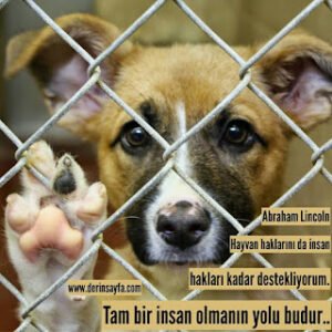 Hayvan haklarını da insan hakları kadar destekliyorum. Tam bir insan olmanın yolu budur.. – Abraham Lincoln