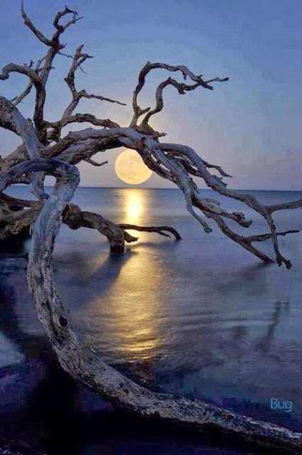 "Hayat bilmecedir.
Attığın her adım bir hece,
çözene gündüz,
çözemeyene gece"