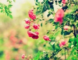 Lafa gelince Hz. Ömer, İcraata gelince turist Ömer olmayın.. Ene Âraf