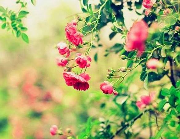 Lafa gelince Hz. Ömer, İcraata gelince turist Ömer olmayın.. Ene Âraf