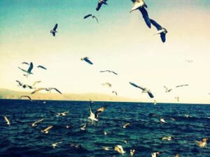 Hiçbir şeyi içine atma.
Sonra kuşlar yem sanıp içini didikliyor,
Ciğerin parçalanıyor…