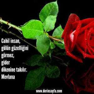 Cahil insan, gülün güzelliğini görmez, gider dikenine takılır. – Mevlana