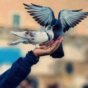 Haksız yere yapılan her şeyin Allah tarafından sorulacağının
ferahlığı içerisindeyim ~