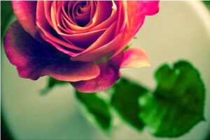 Dua sözün miracıdır.
Dua dudağın kıblesidir. – Senai Demirci