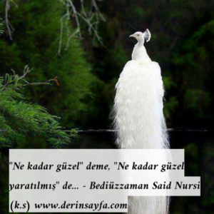 “Ne kadar güzel” deme, “Ne kadar güzel yaratılmış” de…  – Bediüzzaman Said Nursi (k.s)