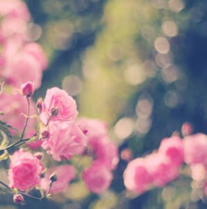 Kavuşmanın nice bir şifa olduğunu, ayrılık ile hasta olandan sor