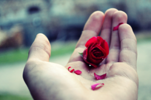 Gamının dikenine katlanmadıkça, gülistandan gül toplayamazsın.  Hazreti Mevlâna (K.S)