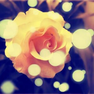 ”Gerçek naksibendi olan kimse bir çok azadan yoksun gibi olmalı; Mesela sağır,dilsiz,ve kör olmalı.”  Gavs Abdulhakim Hz.(k.s)