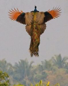 A’lâ, 2. Ayet: O, yaratıp şekillendiren, âhenk veren ve düzene koyandır.