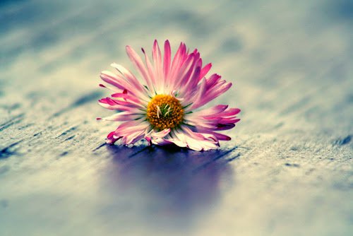 Müslümanlar Olarak Birbirinizle Uğraşmayın!