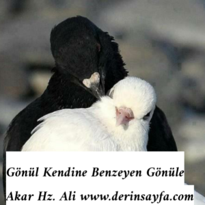 Gönül Kendine Benzeyen Gönüle Akar Hz. Ali (r.a)