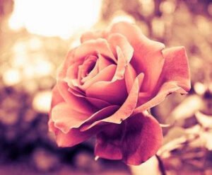 Bir mümin kardeşini sabahtan akşama kadar incitmeyen kimse, o gün akşama kadar Peygamber Efendimiz’le (sav.) yaşamış olur.’