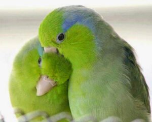 Seveceğiniz insan yaşamınıza, başkalarının paylaşamayacağı ayrıcalıklar getirmeli