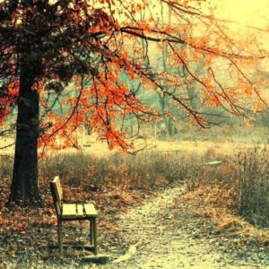 Beni artık kimseler arayıpta
bulamasın…
…İsmet Özel