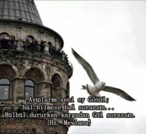 Ayıplarım seni ey gönül; hal bilmeze
hal sorarsın..Hz.Mevlana