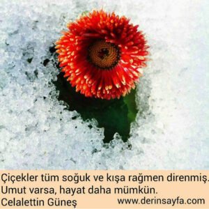 Çiçekler tüm soğuk ve kışa rağmen direnmiş.
Umut varsa, hayat daha mümkün.
Celalettin Güneş