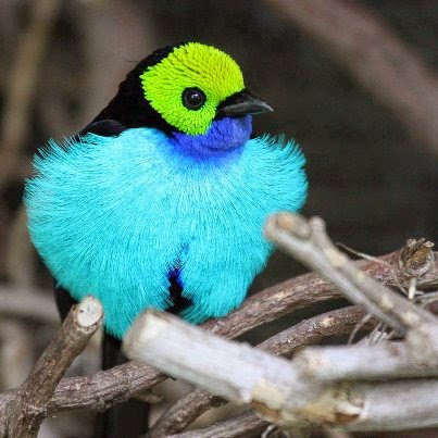 Görmüyorlar mı ki, biz kudretimizin eseri olmak üzere onlar için birçok hayvan yarattık.  Yasin/71