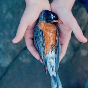 Bir kuş gibi beni narin yaratan Rabbim,
Sızılarımı da, kırgınlıklarımı da.. Ömer Aslan