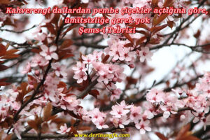 “Kahverengi dallardan pembe çiçekler açtığına göre, ümitsizliğe gerek yok.” Şems