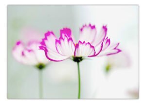 İşte o bayrak nasıl ki bizim istiklalimize alâmettir, başörtüsü de kadının istiklaline alâmettir.