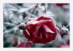 Nefsinin her istediğine koşan hayvandır – Dr. Muhammed Bozdağ